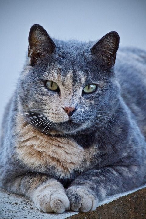 猫 动物医院 动物 流浪猫 哺乳动物 宠物 猫咪