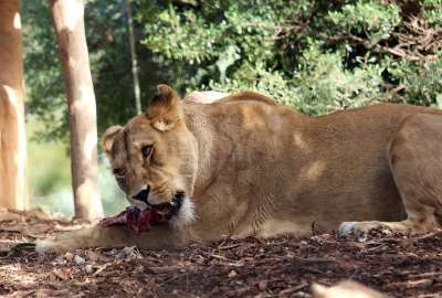 狮子 动物 哺乳动物 吃 猫科动物 捕食者 食肉动物 野生动物