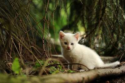 猫 幼兽 好奇的 野猫 动物 自然