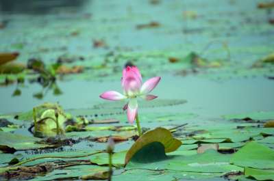 大自然壁纸 自然壁纸 高清壁纸 花 花瓣 百合 莲花 植物群