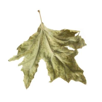 树叶 秋天 季节