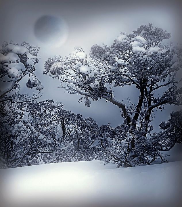 冬天 白色的 蓝色 雪 性质 冷 冬季景观 树木 冰皮月饼