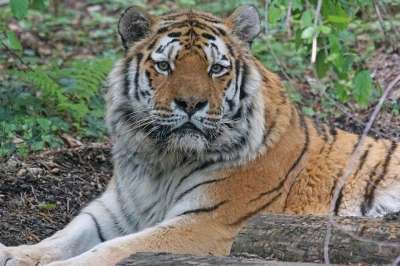 Amurtiger 老虎 大猫 食肉动物 捕食者 猫