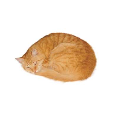 猫 果酱 睡眠 宠物 蜷 深蚀刻 动物