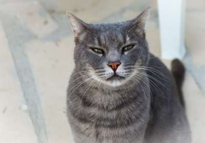 猫 家猫 看法 Katzenkopf 猫肖像 灰色的 动物肖像