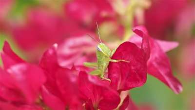 蚱蜢 花 自然 植物群 花园 夏天 叶子 美丽的 明亮的 户外