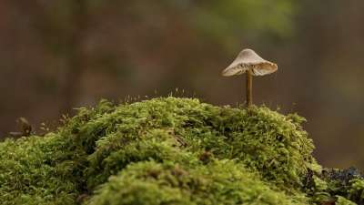蘑菇 苔藓 自然 森林 落下 注重叠 蘑菇 蘑菇 蘑菇 蘑菇