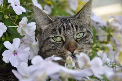 猫 花 春天