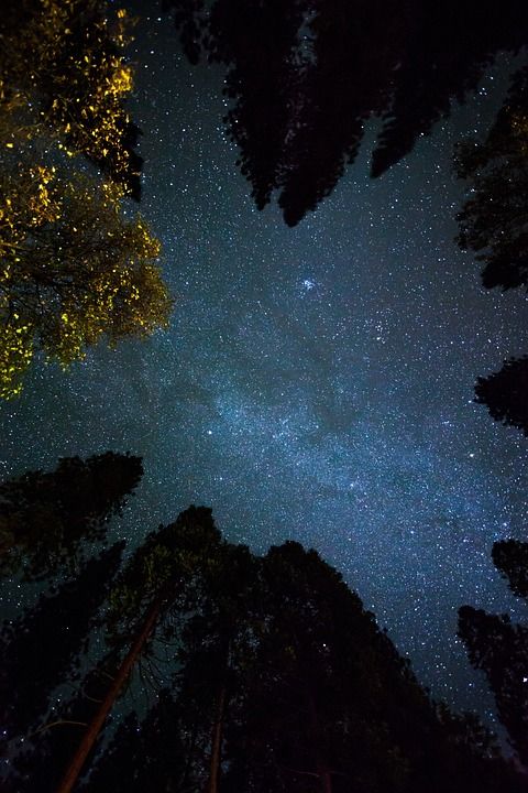 宇宙 夜晚 天空 星星 树木