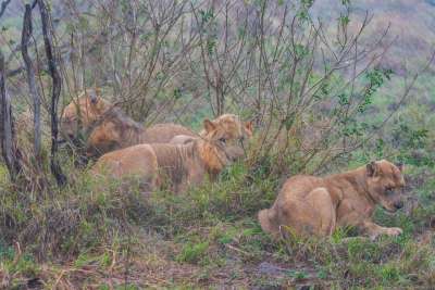 非洲 狮子 苹果浏览器 捕食者 动物 野生动物 猫 大猫
