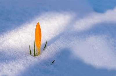 春季觉醒 番红花 花 雪 积雪 雪打断 光 阴凉处 冬天
