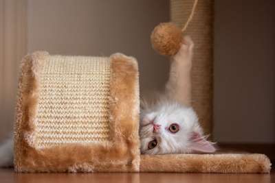 猫 小猫 俏皮的 宠物 猫科动物 安哥拉 白色猫咪 土耳其安哥拉