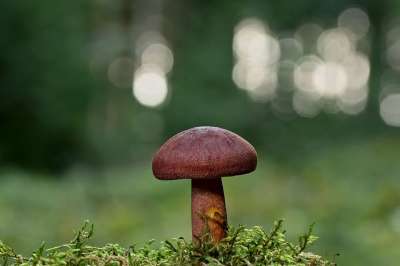 蘑菇 菌 苔藓 森林地面 自然 特写