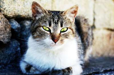 猫 吉祥物 猫的眼睛 猫脸 可爱猫咪 动物 猫科动物 猫鼻子