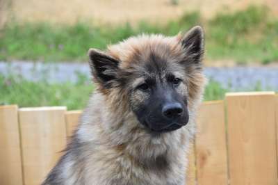 狗 年轻的狗 狗Eurasier 婊子Plinn-蓝色 纯种狗