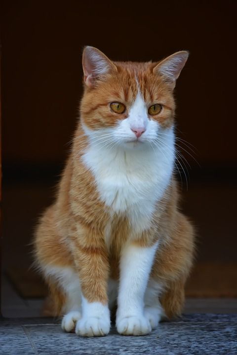 猫 生姜 毛皮 漫步 可爱 小猫 动物