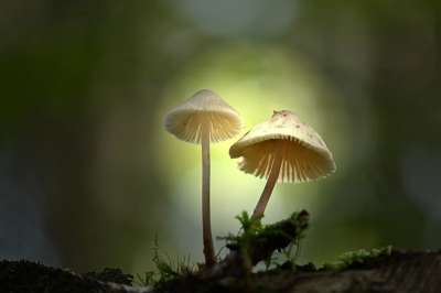蘑菇 层状蘑菇 苔藓 树桩 森林 落下 关闭