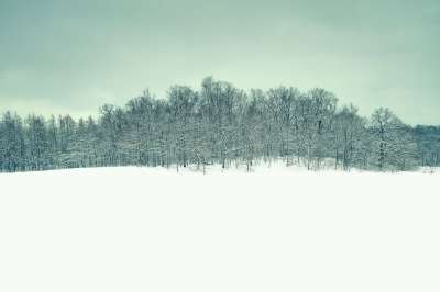 冬天 景观 森林 雪 芬兰 霜 寒冷的 自然 下雪的 分行