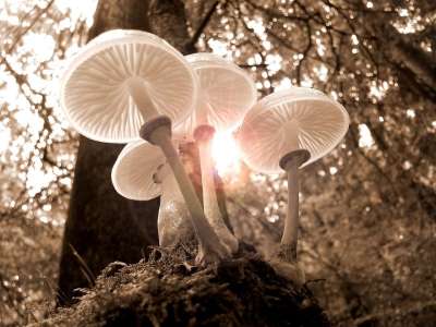 森林 蘑菇 自然 秋天 光 树 金秋 棕褐色 情绪 金秋十月