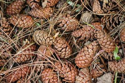 松果 颚 针叶树 轻敲 关闭 自然 头皮 植物 种球果 装饰
