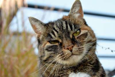 猫 动物 鲭鱼 家畜 家猫 猫眼 眼睛 Katzenkopf