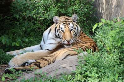 老虎 猫科动物 动物 哺乳动物 野生动物 动物群 野生猫 动物园