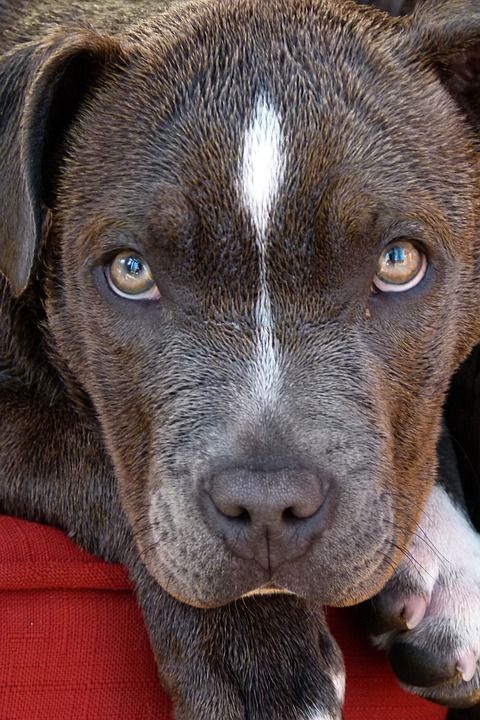 Pitbull 狗 小狗 犬类 肖像 动物 可爱的 特写