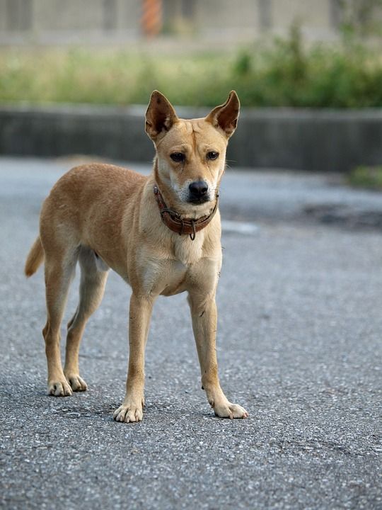 黃 狗 混種 站立 警戒 黃狗
