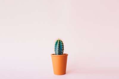 植物 仙人掌 背景 仙人掌 仙人掌 仙人掌 仙人掌 仙人掌