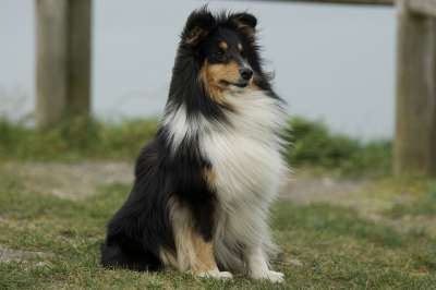 狗 设得兰群岛牧羊犬 犬类 坐着 动物 宠物 可信 伴侣 国内的