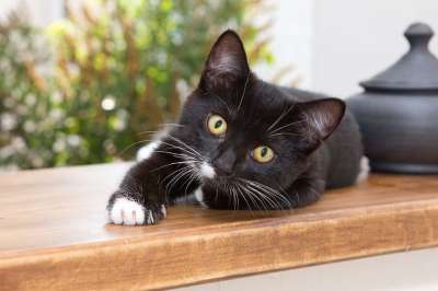 猫 小猫 首页 宠物 动物 孩子 可爱