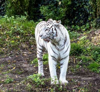 白色的老虎 老虎 动物园 捕食者 动物 猫 白色的 野猫