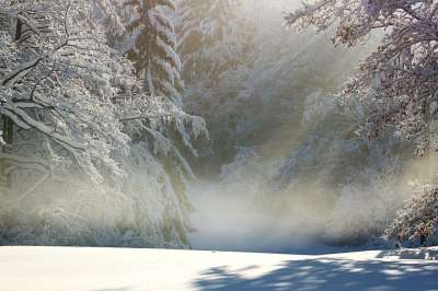 冬天 森林 自然 季节 户外 树木 雪 旅行 勘探
