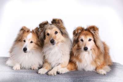 设得兰群岛牧羊犬 宠物 狗 肖像 可爱 谢尔蒂 牧羊犬