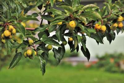 在花园里 分支 苹果天堂 特写 花园 植物 绿色 新鲜的 村庄