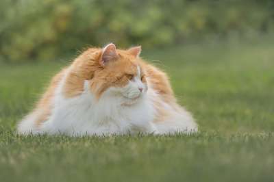 猫 英国长毛 品种猫 花园 宿醉 动物 草 哺乳动物 自然
