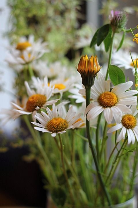 野花 花 蒲公英 绿色 白色的 黄 三叶草 雏菊 花朵 盛开
