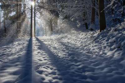 冬天 森林 自然 雪 树木 景观 冬季景观 白色的 情绪