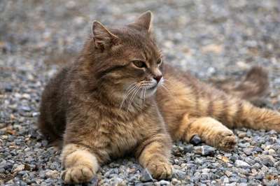 猫 毛皮 家畜 动物 猫眼 猫肖像 野生动物 家猫 动物肖像
