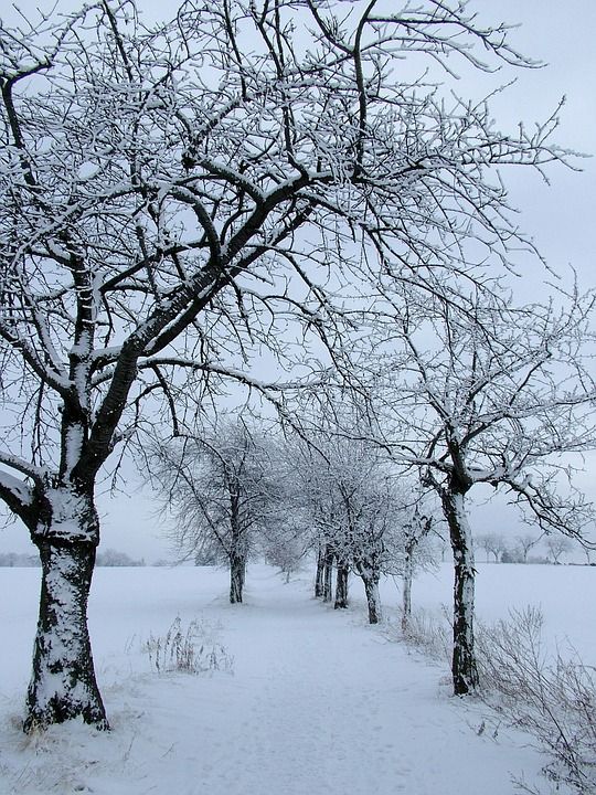 冬天 雪 树木 小路