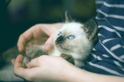 小猫 泰国猫 蓝眼睛 视线 宠物