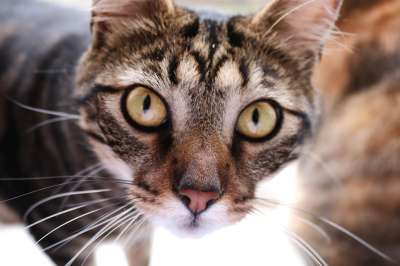 猫 脸 动物 Katzenkopf 猫眼 家畜 可爱的 肖像