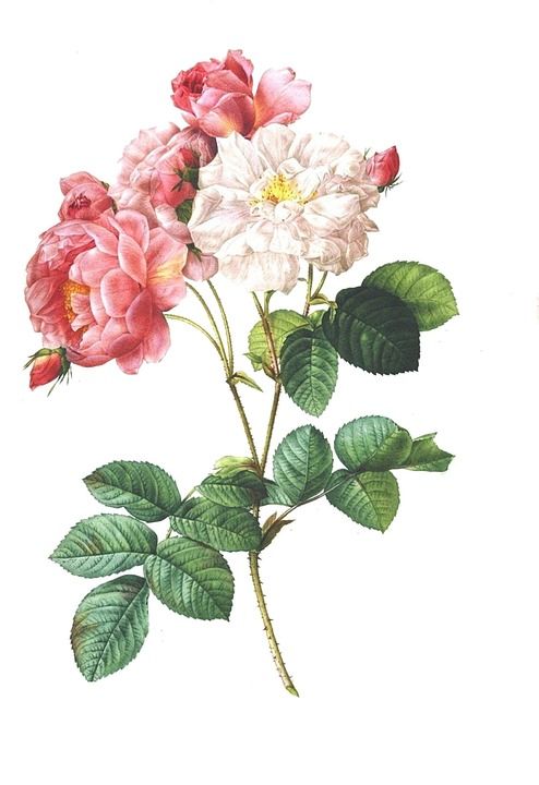 玫瑰 优质的 花 花的 古董 植物 浪漫的 自然 叶子 装饰品
