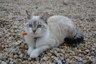 猫 小猫 日落 猫看 猫科动物 家畜 蓝眼睛