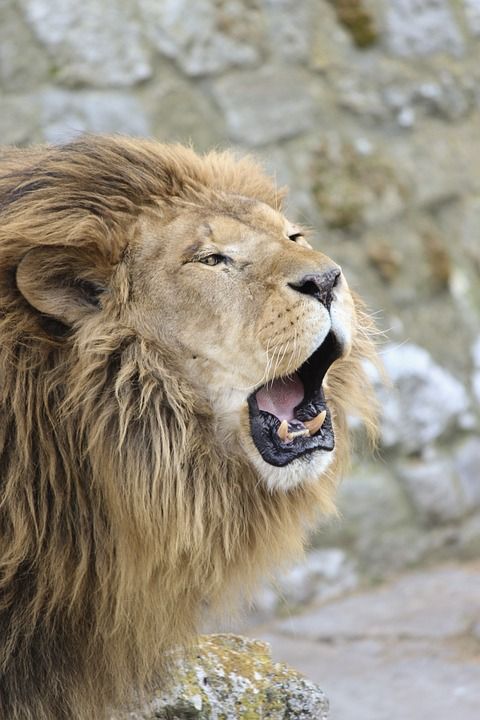 狮子 动物 动物园 哺乳动物 大猫 捕食者 野生动物 动物群