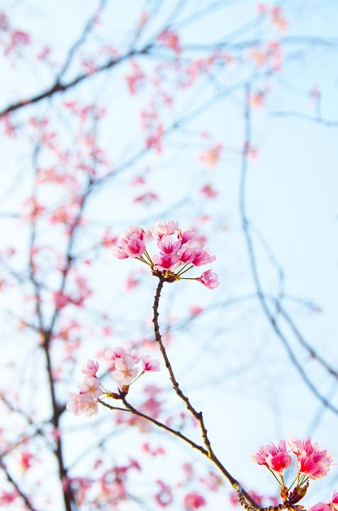 梅花 春天 白梅 白色的花 鲜花 红梅 日本 天空 梅花 梅花