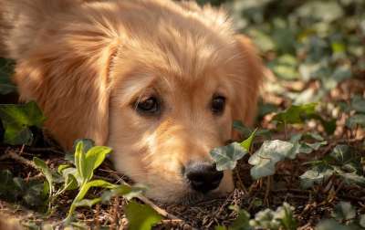 狗 宝贝狗 小狗 看法 可爱的 小的 动物肖像 纯种狗 金毛猎犬