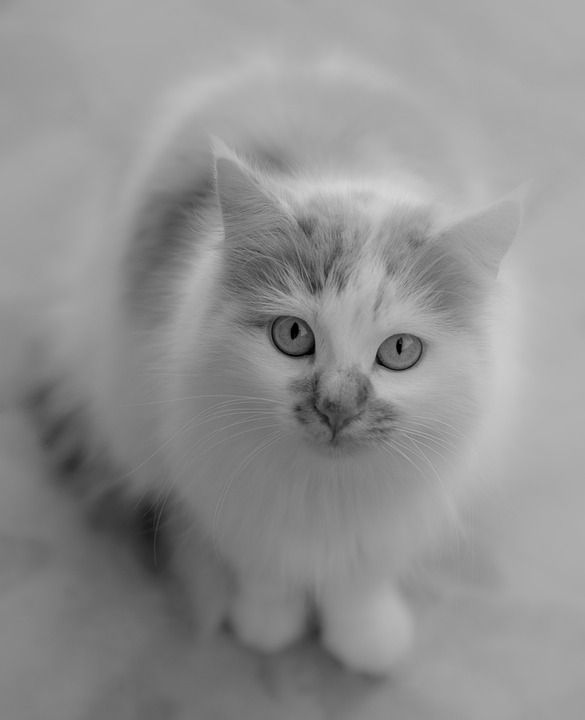 猫 黑和白 宠物 猫科动物 动物