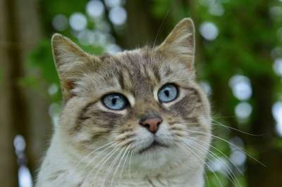 猫 肖像猫 蓝色眼睛的猫 胡子的猫 动物 猫科动物 女性 小猫