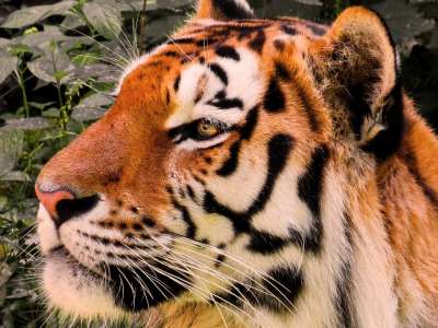 动物 老虎 大猫 Amurtiger 猫 捕食者 头 动物肖像